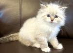 Gloria - Siberian Kitten For Sale - Bonita Springs, FL, US