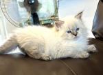 Georgia - Siberian Kitten For Sale - Bonita Springs, FL, US