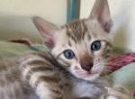 Sarge - Bengal Kitten For Sale - Jersey City, NJ, US