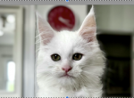 Manhattan - Maine Coon Kitten For Sale - Marlton, NJ, US