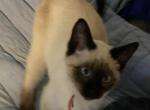 Red Collar - Siamese Kitten For Sale - 