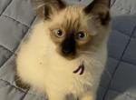 Purple collar - Balinese Kitten For Sale - Hagerstown, IN, US