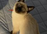 Orange collar - Siamese Kitten For Sale - Hagerstown, IN, US