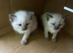 Pearls litter - Siamese Kitten For Sale - Hagerstown, IN, US