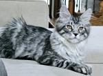 Litter M black silver mackerel tabby - Maine Coon Kitten For Sale - Jasper, GA, US