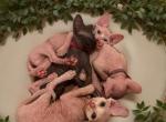 Litter Genesis - Sphynx Kitten For Sale - Mobile, AL, US