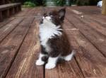 Harlow - Maine Coon Kitten For Sale - Buford, GA, US