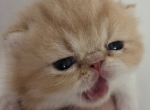 Persian Male Red White Kitten One - Persian Kitten For Sale - Brooklyn, NY, US