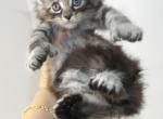 Alley Ultra Polydactyl - Maine Coon Kitten For Sale - Union City, MI, US