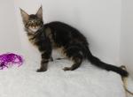 Alien Brown Tabby Female - Maine Coon Kitten For Sale - Union City, MI, US