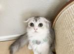 P I K A C H U - Scottish Fold Kitten For Sale - Fontana, CA, US