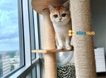 Mimi ny 12 gold female kitty - British Shorthair Kitten For Sale - State College, PA, US