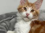 Nigel - Maine Coon Kitten For Sale - Los Angeles, CA, US