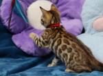 Reine - Bengal Kitten For Sale - Boston, MA, US