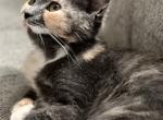 Sweetie - Scottish Straight Kitten For Sale - Clackamas, OR, US