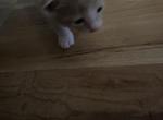 peach litter - Domestic Kitten For Sale - Sunnyvale, CA, US