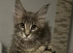 Casper - Maine Coon Kitten For Sale - Hollywood, FL, US