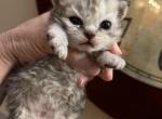 Selkirk Rex Curly brother and sister - Selkirk Rex Kitten For Sale - Marshfield, MO, US