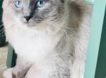 Ragdoll stud service Kats Ravishing Ragdolls - Ragdoll Cat For Sale/Service - Lancaster, PA, US