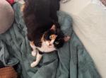 Patches - American Shorthair Cat For Adoption - TX, US