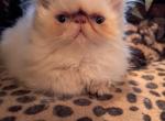 Baby - Persian Kitten For Sale - 