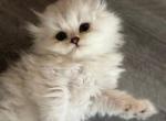 Snowy Scottish Fold Kittens - Scottish Fold Kitten For Sale - Miami, FL, US