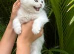 Snowy Scottish Straight Male - Scottish Straight Kitten For Sale - Miami, FL, US