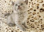 British Shorthair litter - British Shorthair Kitten For Sale - TX, US