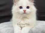 Poe Blue Bicolor Ragdoll Kitten - Ragdoll Kitten For Sale - Amelia Court House, VA, US