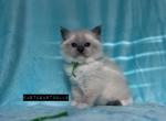 Periwinkle Blue Mitted Ragdoll Kitten - Ragdoll Kitten For Sale - Amelia Court House, VA, US