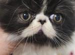 Wish and Rosie's babies - Persian Kitten For Sale - Saylorsburg, PA, US