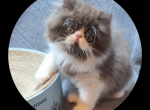 Persian and Exotic shorthair - Persian Kitten For Sale - 