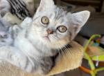 Xara - Scottish Straight Kitten For Sale - 