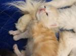 Red baby boy - Persian Kitten For Sale - NV, US