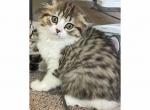 Winslet - Scottish Fold Kitten For Sale - Angier, NC, US