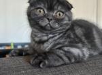 Smokey - Scottish Fold Kitten For Sale - San Diego, CA, US