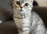 Tally - Scottish Fold Kitten For Sale - San Diego, CA, US