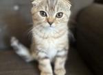 Tucker - Scottish Fold Kitten For Sale - San Diego, CA, US