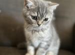 Turner - Scottish Fold Kitten For Sale - 