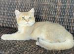 British Shorthaired kitten - British Shorthair Kitten For Sale - Thornton, CO, US