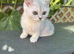 Scottish Straight female kitten - Scottish Straight Kitten For Sale - Thornton, CO, US