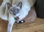 Tiny - Siamese Kitten For Sale - Chicago, IL, US