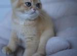 Leo - British Shorthair Kitten For Sale - 