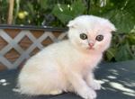 Scottish fold green eyed kitten - Scottish Fold Kitten For Sale - Thornton, CO, US