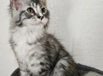 Terminator male polydactyl - Maine Coon Kitten For Sale - PA, US