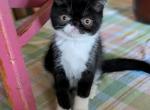 Frosty - Exotic Kitten For Sale - Talco, TX, US