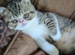 Thomas - Exotic Kitten For Sale - Talco, TX, US