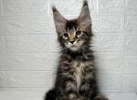 Gerard - Maine Coon Kitten For Sale - NY, US