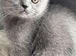 Louis - British Shorthair Kitten For Sale - New York, NY, US