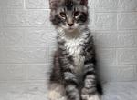 George - Maine Coon Kitten For Sale - NY, US